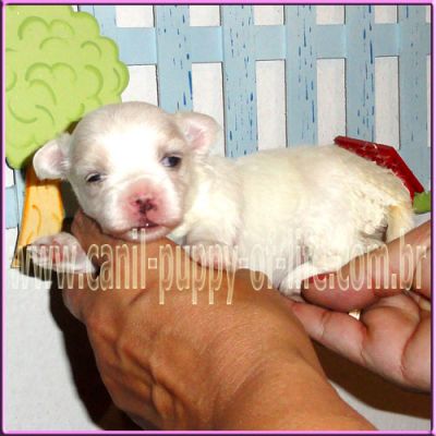 Canil- vd filhotes maltes micro