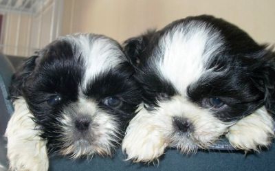 Pet Shop, venda, shih tzu, Porto Alegre,