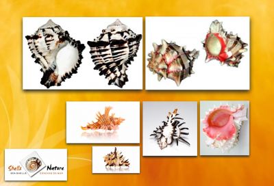 CONCHAS DO MAR , ESTRELAS , ARTESANATOS , BIJUTERIAS , ETC...