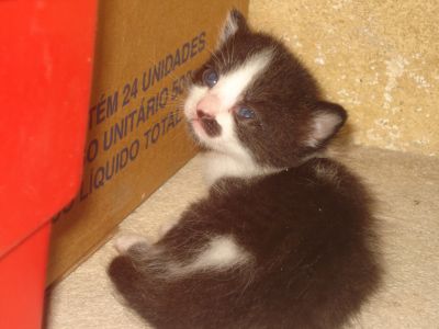 DOA-SE GATINHOS URGENTE