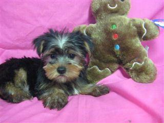 Yorkshire terrier cachorros para o Natal