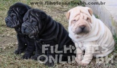Sharpei  - Canil Filhotes On Line BH