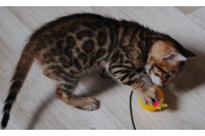 Brown  manchado macho Bengal gatinho-13  semanas de idade