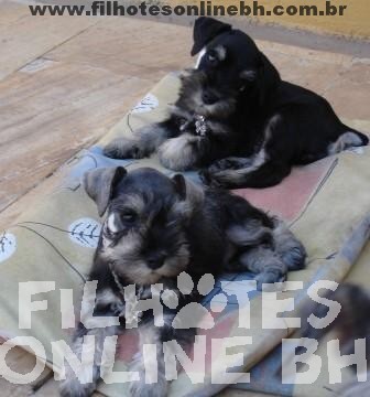 Schnauzer  - Canil Filhotes On Line BH