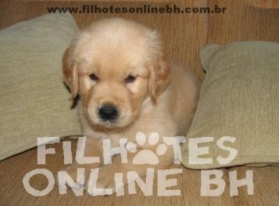 Golden Retriever - Canil Filhotes On Line BH