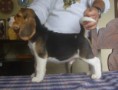 Filhotes de Beagles