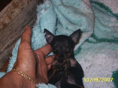 filhotes de pinscher ZERO