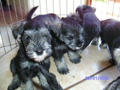 Filhotes de SCHNAUZER
