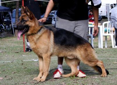  Filhote de pastor alemão 