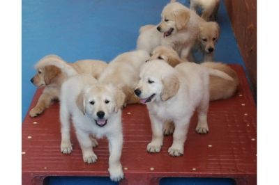  filhotes Golden  Retriever Disponíveis
