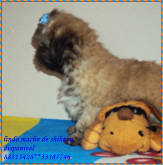 lindos machos de shistzu 