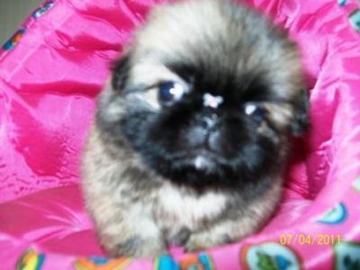 Pet shop, venda, filhote, Pequinês, Porto Alegre,