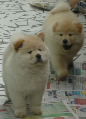 Lindos filhotes de Chow-Chow brancos e raros
