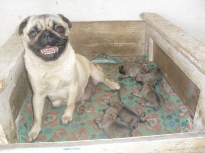 vendo pugs filhoes machos com preço imperdivel