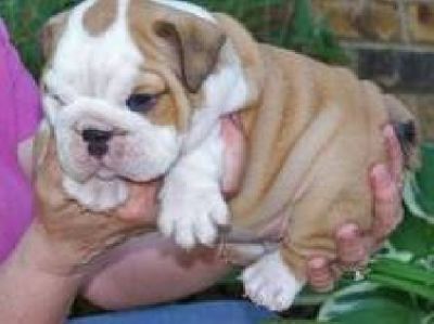 AKC Bulldog Inglês Puppies