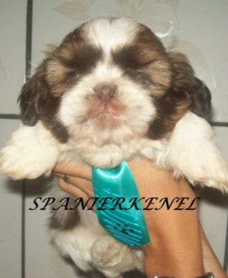 shih-tzu menor porte 3.5kg o verdadeiro SP 11-2279-7645