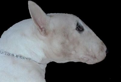 BULL TERRIER COLORS