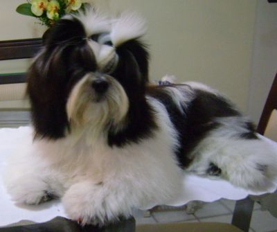 CANIL PORTAIL D´SOLEIL - ESPECIALIZADO NA RAÇA SHIH TZU