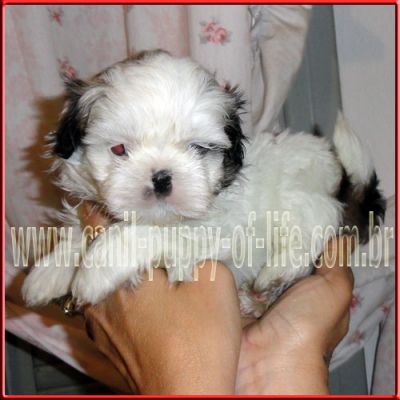 Canil puppy of life- vd filhotes shih tzu