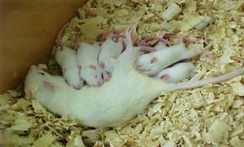 Camundongos em sp,camundongos congelados em sp,neonatos em sp,neonatos congelados em sp