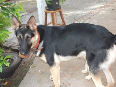 Filhotes da Pastor Alemão capa preta 