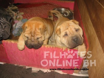 Sharpei - Canil Filhotes On Line BH