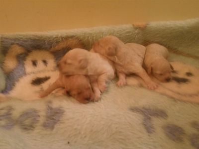 POODLE MICRO E TOY MACHOS E FEMEAS