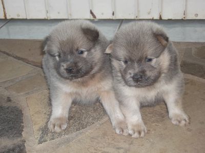 lindos filhotes de chow chow