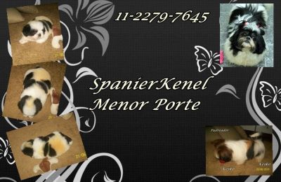 shih-tzu menor porte 3.5kg o verdadeiro SP 11-2279-7645