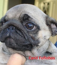 Pug Fêmea Abricot - Loja no Tatuapé