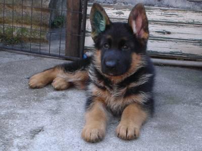 Canil BHZ Diversas raças