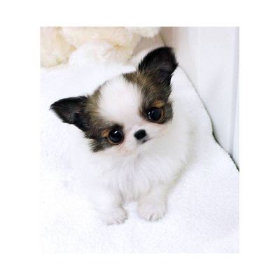 saudável chihuahua filhotes para adoção