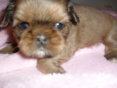 venda de filhotes de pug, basset hound, shih tzu e boxer