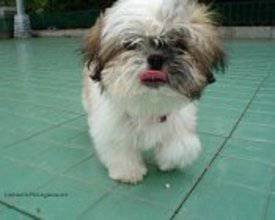 Lindos filhotes de shint-zu R$1.200