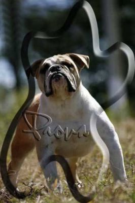 Buldogue Inglês, filhos de Grande campeão brasileiro R$2.500