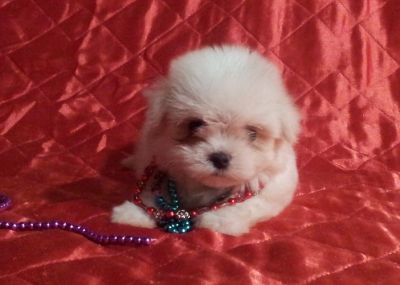 Linda Fêmea de Maltês