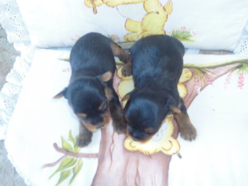 Yorkshire micro Canil Vivanas