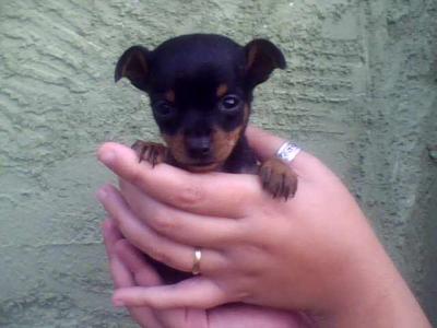 Filhote  de pinsher 1