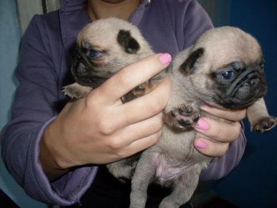 femeas de pug 45 dias e 8 messes