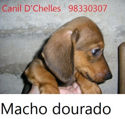 Teckel; basset; cofap 