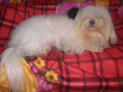 Filhote de Maltês - Promoção