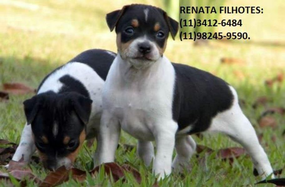 Gracinhas de fox Paulistinhas.