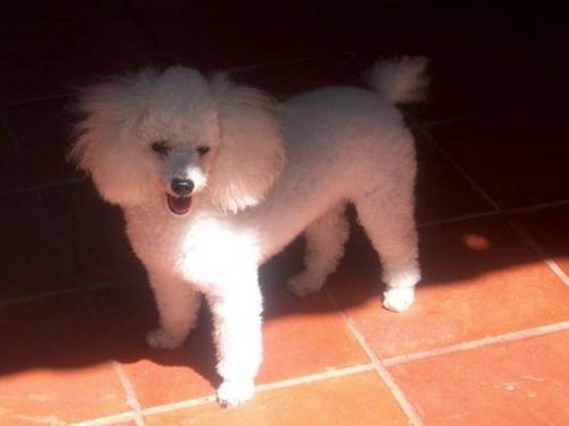 jw terapeuta comportamental  para cães