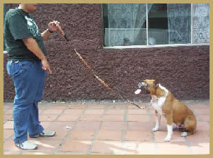 Adestraodr de cães - Tatuapé