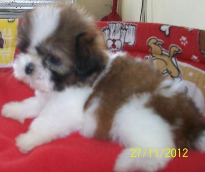 Venda, Filhote, lhasa apso, Porto Alegre,