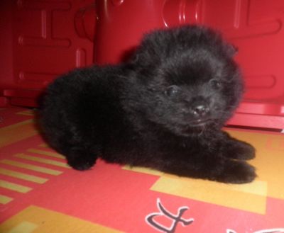 Filhote de Lulu da Pomerânia