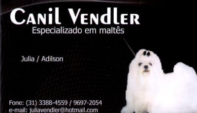 MALTÊS VENDA DE FILHOTES SOMENTE COM PEDIGREE