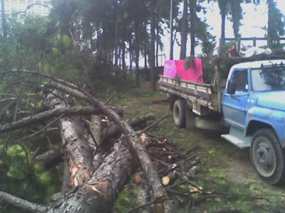 corte de árvores 11-2303-5217 ,7303-3441