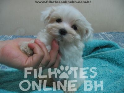 Maltes filhotes - Puppies for sale