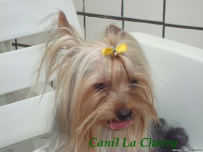 Canil La Cherry anuncia a venda de Yorkshire Micros e Bibelôs